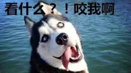 搞笑,二货哈士奇!๛ก(ー̀ωー́ก)